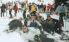 Ski18.jpg (62775 bytes)