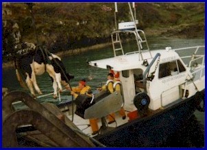 Loading a cow in a boat