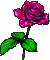 rose image