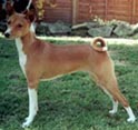 Basenji