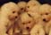 Puppies