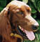 Brandy