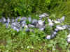 dead pigeons on rape 3.jpg (473244 bytes)