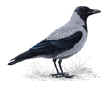 Adult hooded crow