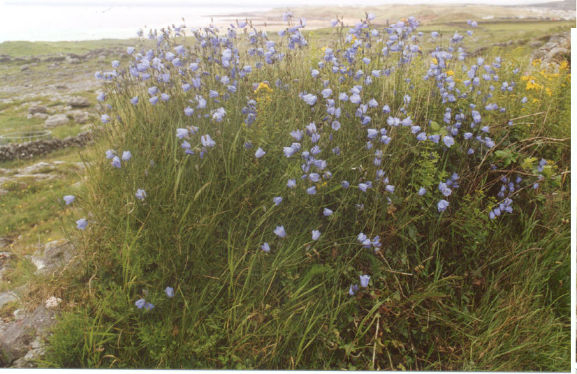 Harebells at Fanore Beach July 02
