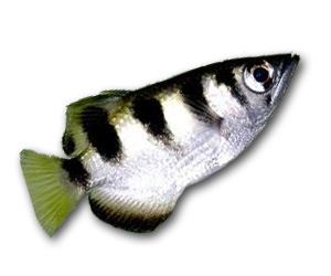Archer Fish