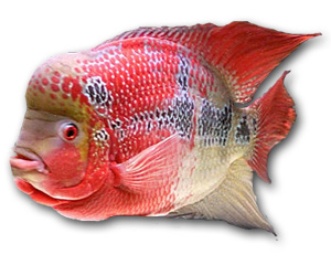 Flowerhorn