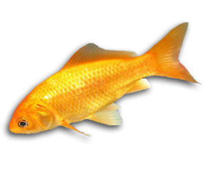 Canary Yellow Goldfish