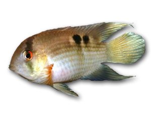 Keyhole Cichlid