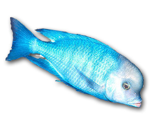 Haplochromis Moorii
