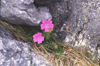 Flowers of the Burren