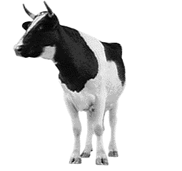 Image of a cow