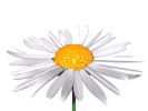 Image of a daisy