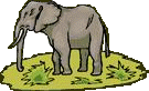 Image of an elephant