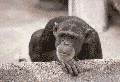 Image of a monkey