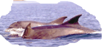 Picture of dolphins