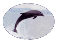 Picture of Dolphins