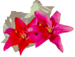 Picture of flowers