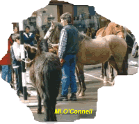 Picture of Horse Fair