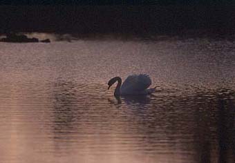 Mute Swan (photo Mike Sandover)