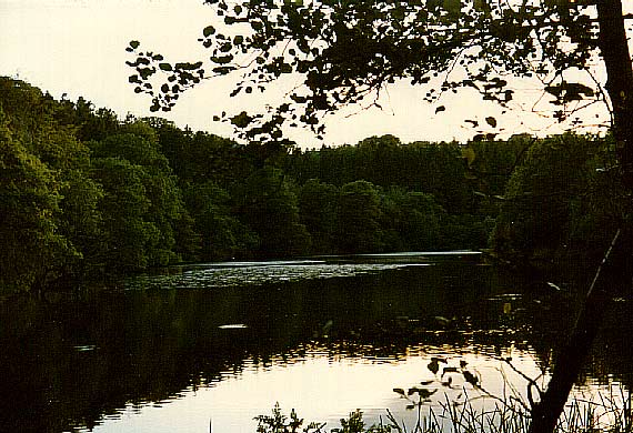 Glenbower Wood