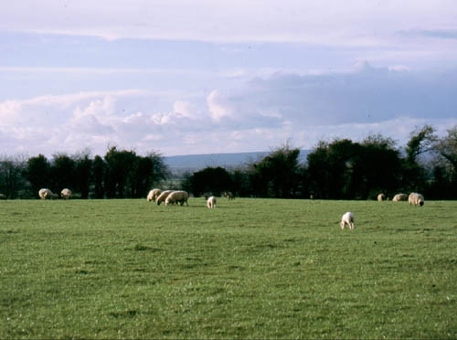 Sheepgrazing2