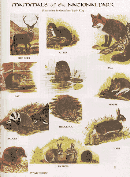 Letterfrack Mammals