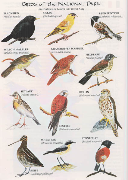 Letterfrack Birds