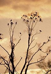 Carrion Tree