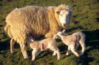 Ewe and lambs2.jpg (5104 bytes)