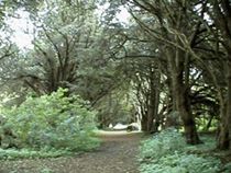 The Thousand Year Old Yew Walk