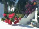 Floral pathways