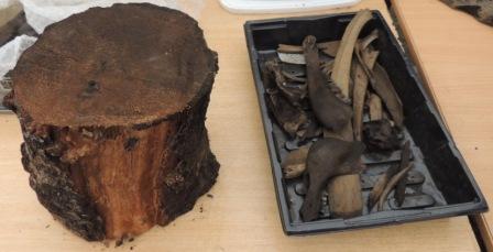 Piece of timber pile from cranog and selection of animal bone