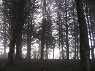 foggy day in shannon town, co.clare, ireland