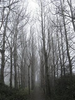 foggy day in shannon town, co.clare, ireland