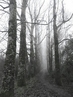 foggy day in shannon town, co.clare, ireland