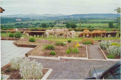 superb views of the wicklow hills and colin & janets curious cows