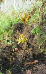 Our Chestnut Tree in Autumn 2000