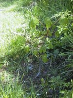 Our Chestnut tree in Summer 2001