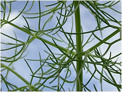 sprigs
