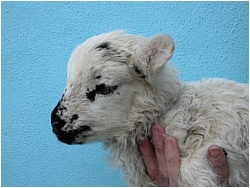 Animals