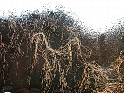 Wool on Glass