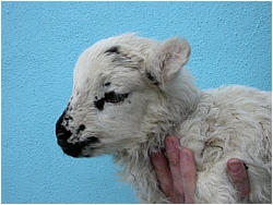 Lamb in Hand
