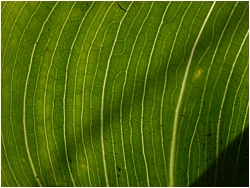 leaf
