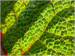 leaf