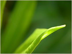 leaf