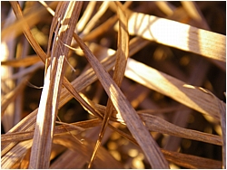 Dry Grass