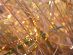 Dry Stems