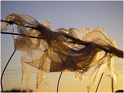 Rag in Sunset