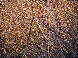 Branches